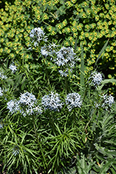 Butterscotch Blue Star (Amsonia hubrichtii 'Butterscotch') at Wolf's Blooms & Berries