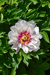 Cora Louise Peony (Paeonia 'Cora Louise') at Wolf's Blooms & Berries