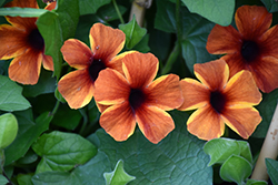 Tangerine Slice A-Peel Black-Eyed Susan (Thunbergia alata 'DL1501') at Wolf's Blooms & Berries