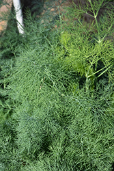 Fernleaf Dill (Anethum graveolens 'Fernleaf') at Wolf's Blooms & Berries