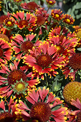 SpinTop Orange Halo Blanket Flower (Gaillardia aristata 'SpinTop Orange Halo') at Wolf's Blooms & Berries