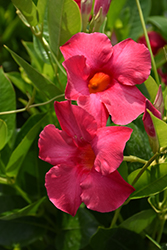 Tropical Breeze Raspberry Kiss Mandevilla (Mandevilla 'Tropical Breeze Raspberry Kiss') at Wolf's Blooms & Berries