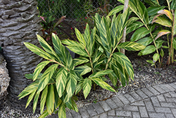 Variegated Shell Ginger (Alpinia zerumbet 'Variegata') at Wolf's Blooms & Berries