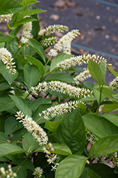 Fizzy Mizzy Virginia Sweetspire (Itea virginica 'SMNIVMM') at Wolf's Blooms & Berries