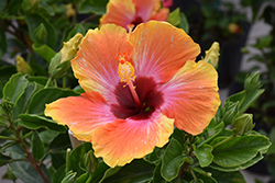 Fiesta Hibiscus (Hibiscus rosa-sinensis 'Fiesta') at Wolf's Blooms & Berries