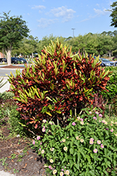 Mammy Croton (Codiaeum 'Mammy') at Wolf's Blooms & Berries
