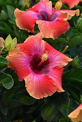 Fiesta Hibiscus (Hibiscus rosa-sinensis 'Fiesta') at Wolf's Blooms & Berries