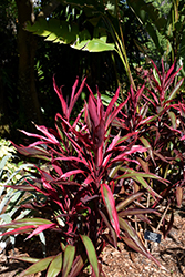Red Pepper Hawaiian Ti Plant (Cordyline fruticosa 'Red Pepper') at Wolf's Blooms & Berries