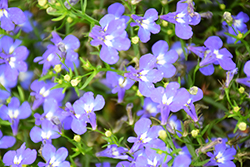 Riviera Blue Eyes Lobelia (Lobelia erinus 'Riviera Blue Eyes') at Wolf's Blooms & Berries