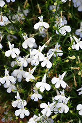 Techno Heat White Lobelia (Lobelia erinus 'Techno Heat White') at Wolf's Blooms & Berries