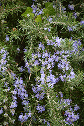 Trailing Rosemary (Rosmarinus officinalis 'Prostratus') at Wolf's Blooms & Berries