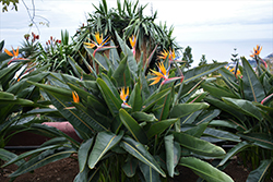 Orange Bird Of Paradise (Strelitzia reginae) at Wolf's Blooms & Berries