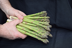 Jersey Giant Asparagus (Asparagus 'Jersey Giant') at Wolf's Blooms & Berries