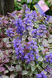 Burgundy Glow Bugleweed (Ajuga reptans 'Burgundy Glow') at Wolf's Blooms & Berries