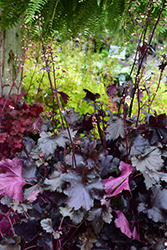 Black Pearl Coral Bells (Heuchera 'Black Pearl') at Wolf's Blooms & Berries