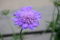 Butterfly Blue Pincushion Flower (Scabiosa 'Butterfly Blue') at Wolf's Blooms & Berries