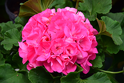 Americana Pink Geranium (Pelargonium 'Americana Pink') at Wolf's Blooms & Berries