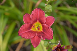 Pardon Me Daylily (Hemerocallis 'Pardon Me') at Wolf's Blooms & Berries