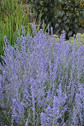 Blue Jean Baby Russian Sage (Perovskia atriplicifolia 'Blue Jean Baby') at Wolf's Blooms & Berries