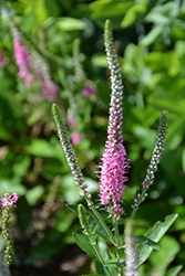 Perfectly Picasso Speedwell (Veronica 'Perfectly Picasso') at Wolf's Blooms & Berries