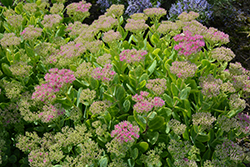 Neon Stonecrop (Sedum spectabile 'Neon') at Wolf's Blooms & Berries