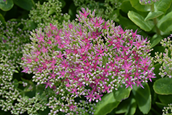 Neon Stonecrop (Sedum spectabile 'Neon') at Wolf's Blooms & Berries