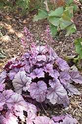 Pink Panther Coral Bells (Heuchera 'Pink Panther') at Wolf's Blooms & Berries