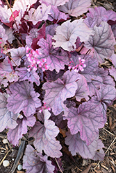 Pink Panther Coral Bells (Heuchera 'Pink Panther') at Wolf's Blooms & Berries