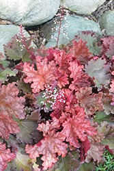 Peachberry Ice Coral Bells (Heuchera 'Peachberry Ice') at Wolf's Blooms & Berries