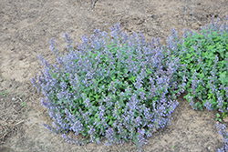 Picture Purrfect Catmint (Nepeta 'Picture Purrfect') at Wolf's Blooms & Berries