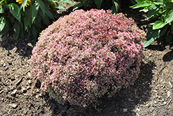 Rock 'N Round Pride and Joy Stonecrop (Sedum 'Pride and Joy') at Wolf's Blooms & Berries