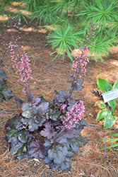Primo Mahogany Monster Coral Bells (Heuchera 'Mahogany Monster') at Wolf's Blooms & Berries