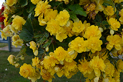 Nonstop Joy Yellow Begonia (Begonia 'Nonstop Joy Yellow') at Wolf's Blooms & Berries