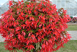 Waterfall Encanto Pink Begonia (Begonia boliviensis 'Encanto Pink') at Wolf's Blooms & Berries