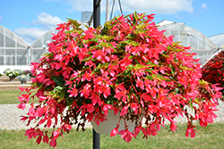 Beauvilia Hot Pink Begonia (Begonia boliviensis 'Beauvilia Hot Pink') at Wolf's Blooms & Berries
