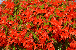 Waterfall Encanto Orange Begonia (Begonia boliviensis 'Encanto Orange') at Wolf's Blooms & Berries