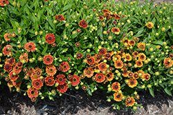 Mariachi Bandera Sneezeweed (Helenium autumnale 'Bandera') at Wolf's Blooms & Berries