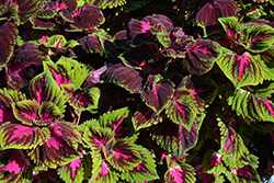 Kong Red Coleus (Solenostemon scutellarioides 'Kong Red') at Wolf's Blooms & Berries