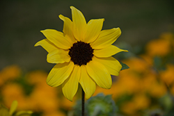 Sunfinity Sunflower (Helianthus 'Sunfinity') at Wolf's Blooms & Berries