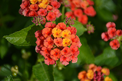 Bandolero Red Lantana (Lantana camara 'Bandolero Red') at Wolf's Blooms & Berries