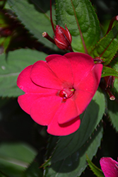 SunPatiens Compact Royal Magenta New Guinea Impatiens (Impatiens 'SunPatiens Compact Royal Magenta') at Wolf's Blooms & Berries