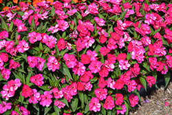 SunPatiens Compact Royal Magenta New Guinea Impatiens (Impatiens 'SunPatiens Compact Royal Magenta') at Wolf's Blooms & Berries