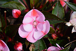 SunPatiens Compact Pink Candy Impatiens (Impatiens 'SAKIMP046') at Wolf's Blooms & Berries