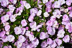 SunPatiens Compact Orchid Blush Impatiens (Impatiens 'SAKIMP041') at Wolf's Blooms & Berries