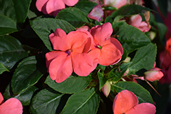 Beacon Coral Impatiens (Impatiens walleriana 'PAS1413664') at Wolf's Blooms & Berries