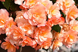Solenia Apricot Begonia (Begonia x hiemalis 'Solenia Apricot') at Wolf's Blooms & Berries