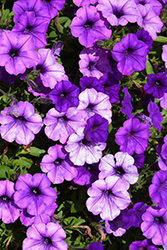 Supertunia Mini Vista Indigo Petunia (Petunia 'BBTUN93201') at Wolf's Blooms & Berries