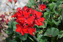 Mojo Dark Red Geranium (Pelargonium 'Mojo Dark Red') at Wolf's Blooms & Berries