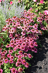 PowWow Wild Berry Coneflower (Echinacea purpurea 'PowWow Wild Berry') at Wolf's Blooms & Berries