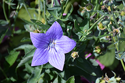 Twinkle Blue Balloon Flower (Platycodon grandiflorus 'Twinkle Blue') at Wolf's Blooms & Berries